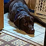 Buck joined the competition — help win amazing prizes! dog, chocolate_lab, lying_down, floor, tile_floor, indoor, collar, pet, canine, resting, brown_dog, animal, home_interior, kitchen, vintage_tiles, patterned_floor, relaxed, domestic, companion, quiet
