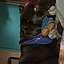 dog, indoor, toy, plush_toy, brown_dog, bandana, resting, furniture, wall, blanket, cozy, pet, animal, snuggling, soft_toy, lying_down, home, dark_brown, comfort, relaxation