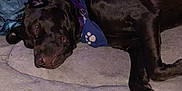 Buck is registered to the contest to win money with this photo: dog, sleeping, pet_bed, toy, indoor, brown_dog, collar, bandana, floor, blanket, wood_paneling, bag, clothing, resting, canine, home, quiet, domestic, fur, relaxation