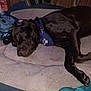 dog, sleeping, pet_bed, toy, indoor, brown_dog, collar, bandana, floor, blanket, wood_paneling, bag, clothing, resting, canine, home, quiet, domestic, fur, relaxation