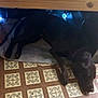 Buck is registered to the contest to win money with this photo: dog, floor, patterned_floor, bed, blanket, indoor, resting, dark_color, wooden_bed_frame, sleeping, animal, pet, quiet, relaxed, shadow, fabric, room, lying_down, collar, home