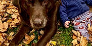 Ryker is registered to the contest to win money with this photo: baby, dog, chocolate_labrador, leaves, autumn, grass, hoodie, pants, outdoor, fall, pet, child, nature, laying, cute, baby_clothing, animal, green_grass, seasonal, toddler