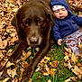 baby, dog, chocolate_labrador, leaves, autumn, grass, hoodie, pants, outdoor, fall, pet, child, nature, laying, cute, baby_clothing, animal, green_grass, seasonal, toddler