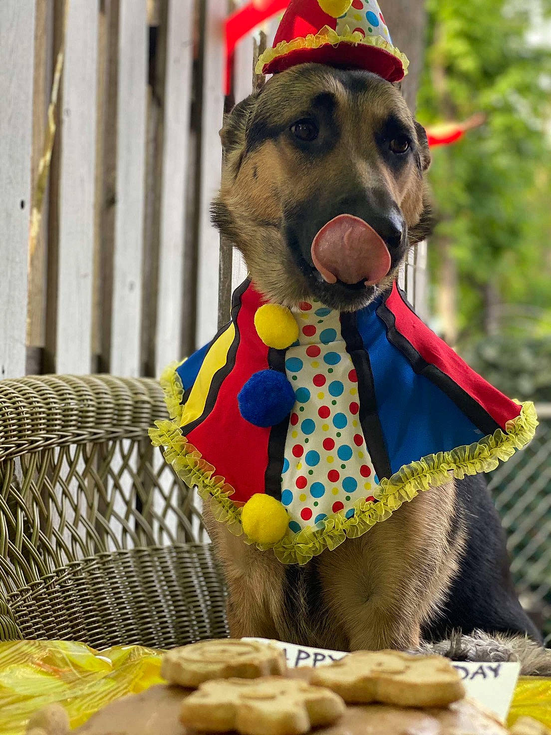 Chelsea joined the competition — help win amazing prizes! canidae, carnivore, dog, dog_breed, dog_clothes, dog_supply, fawn, italian_greyhound, sporting_group, weimaraner, yellow