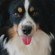 Valence participe au concours pour gagner de l'argent avec cette photo : dog, close_up, tongue_out, fluffy, black_fur, white_fur, tan_fur, pet, animal, portrait, cute, friendly, muzzle, ears, whiskers, soft_focus, indoor, expression, nose, eyes