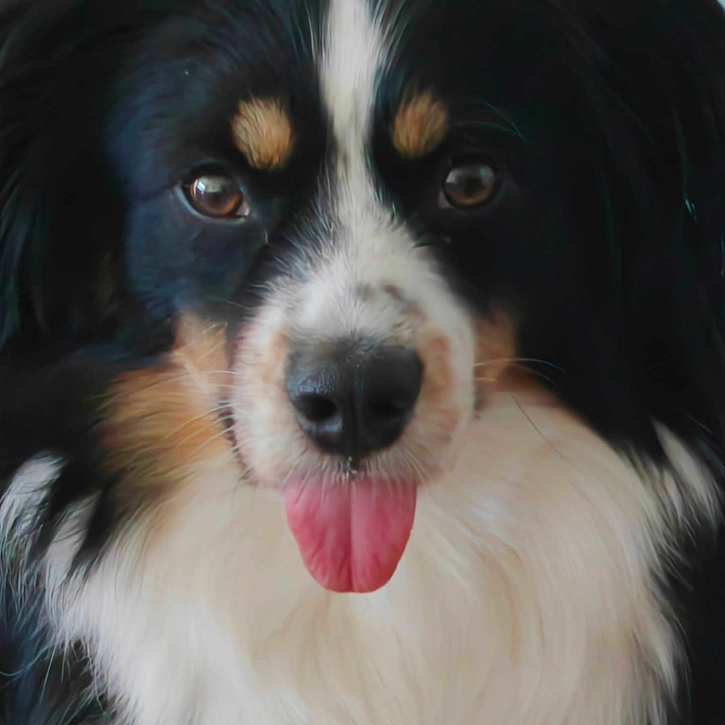 Valence participe au concours pour gagner de l'argent avec cette photo : dog, close_up, tongue_out, fluffy, black_fur, white_fur, tan_fur, pet, animal, portrait, cute, friendly, muzzle, ears, whiskers, soft_focus, indoor, expression, nose, eyes