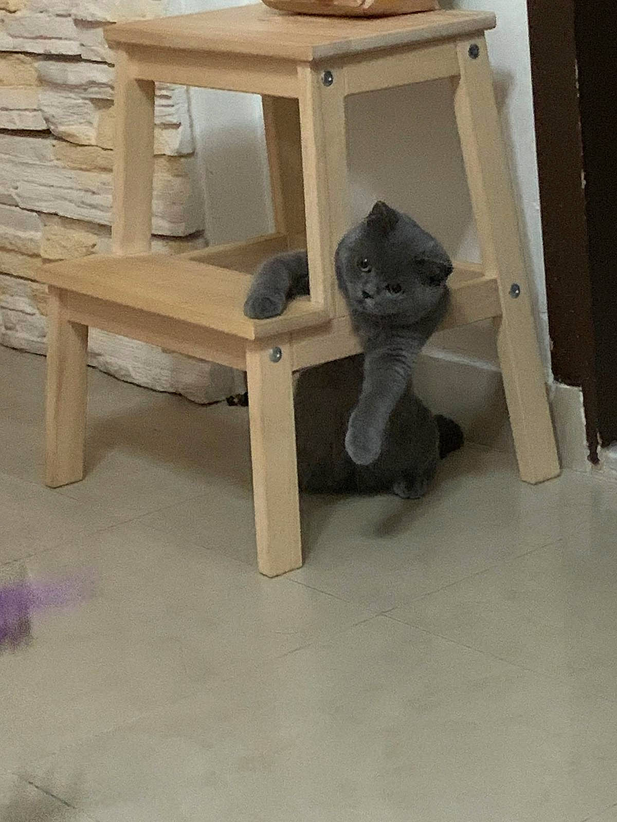 Halo is registered to the contest to win money with this photo: cat_supply, chair, comfort, composite_material, concrete, floor, flooring, furniture, hardwood, natural_material, outdoor_furniture, outdoor_table, plank, plywood, room, shelf, stool, table, wood, wood_stain