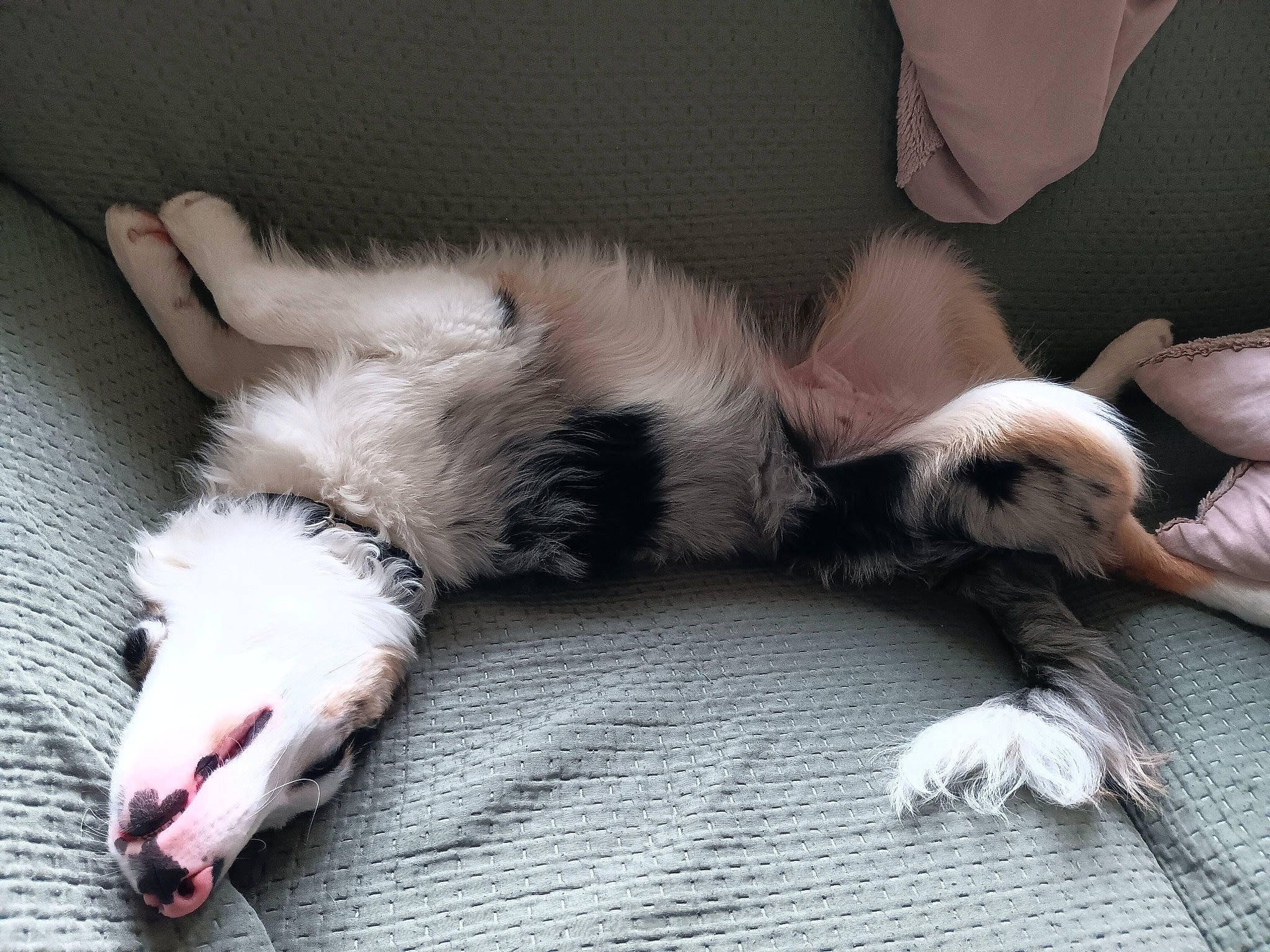 Unix participe au concours pour gagner de l'argent avec cette photo : bed, canidae, carnivore, cat, claw, comfort, companion_dog, dog_breed, fawn, felidae, flooring, foot, fur, human_leg, nap, paw, sleep, small_to_medium_sized_cats, tail, whiskers