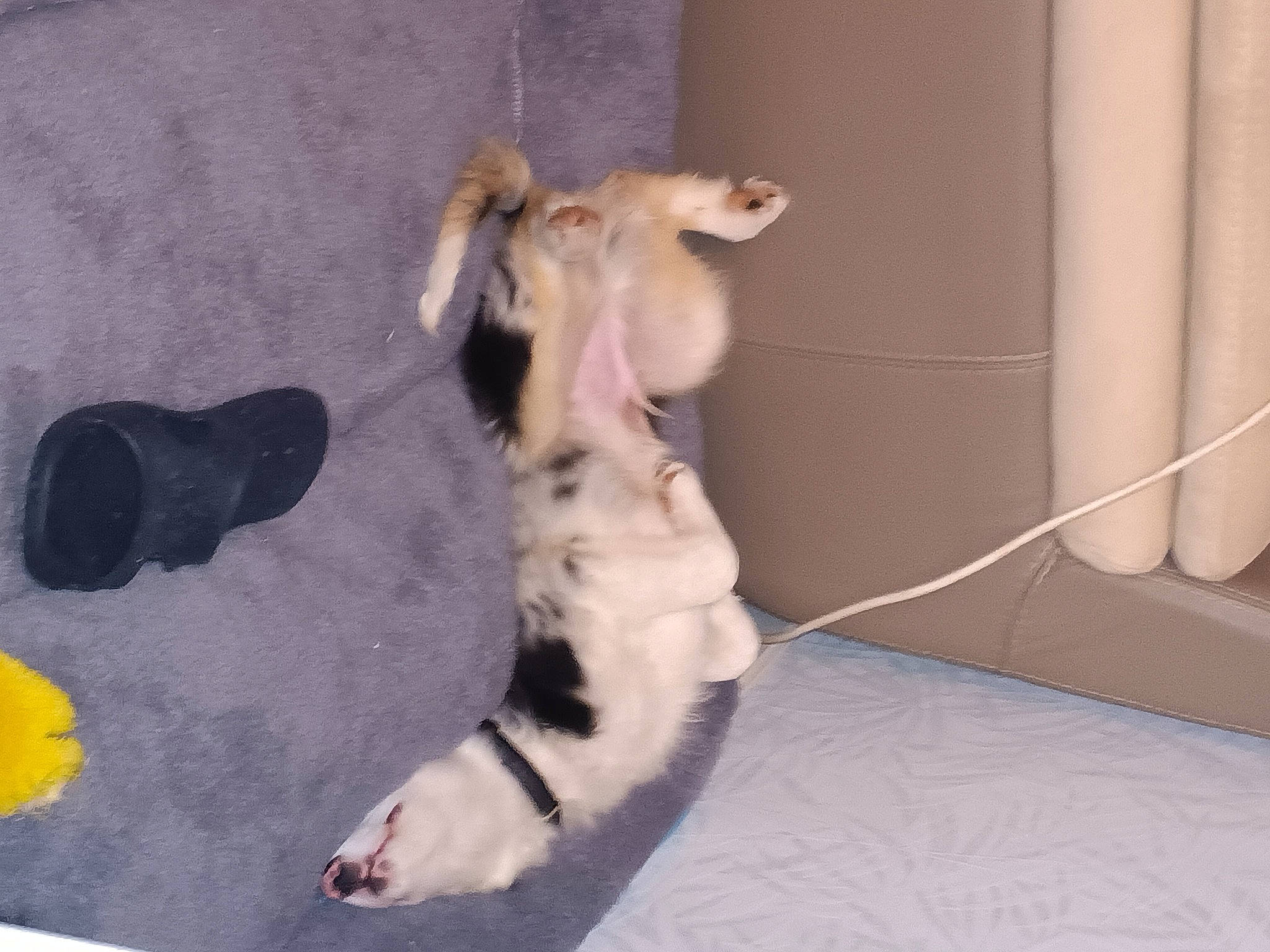 Unix participe au concours pour gagner de l'argent avec cette photo : canidae, carnivore, cat, claw, comfort, companion_dog, dog_breed, domestic_short_haired_cat, fawn, felidae, flooring, fur, paw, pet_supply, small_to_medium_sized_cats, snout, sporting_group, tail, whiskers, working_animal