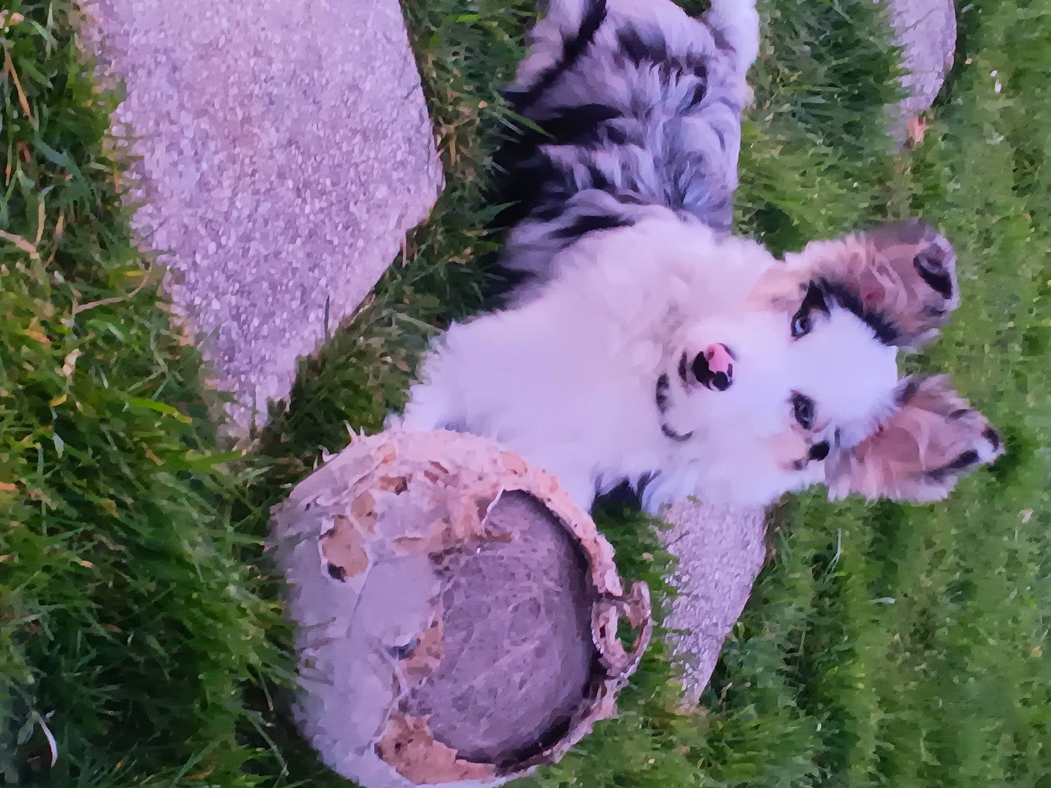 Unix participe au concours pour gagner de l'argent avec cette photo : art, ball, canidae, carnivore, companion_dog, conifer, dog, dog_breed, evergreen, felidae, fur, garden, grass, groundcover, plant, shrub, sporting_group, tail, tree, winter