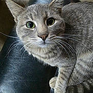 Tony is registered to the contest to win money with this photo: animal, cat, chair, closeup, curious, cute, domestic_cat, feline, fur, gray_tabby, green_eyes, indoor, leather, looking_up, paw, pet, portrait, sitting, tabby_pattern, whiskers