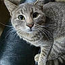 animal, cat, chair, closeup, curious, cute, domestic_cat, feline, fur, gray_tabby, green_eyes, indoor, leather, looking_up, paw, pet, portrait, sitting, tabby_pattern, whiskers
