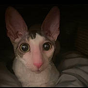 Marcel is registered to the contest to win money with this photo: cat, wide_eyes, large_ears, close_up, pink_nose, whiskers, basket, dim_lighting, indoor, pet, curious, feline, cute, animal, portrait, looking_at_camera, soft_texture, cozy, resting, white_fur