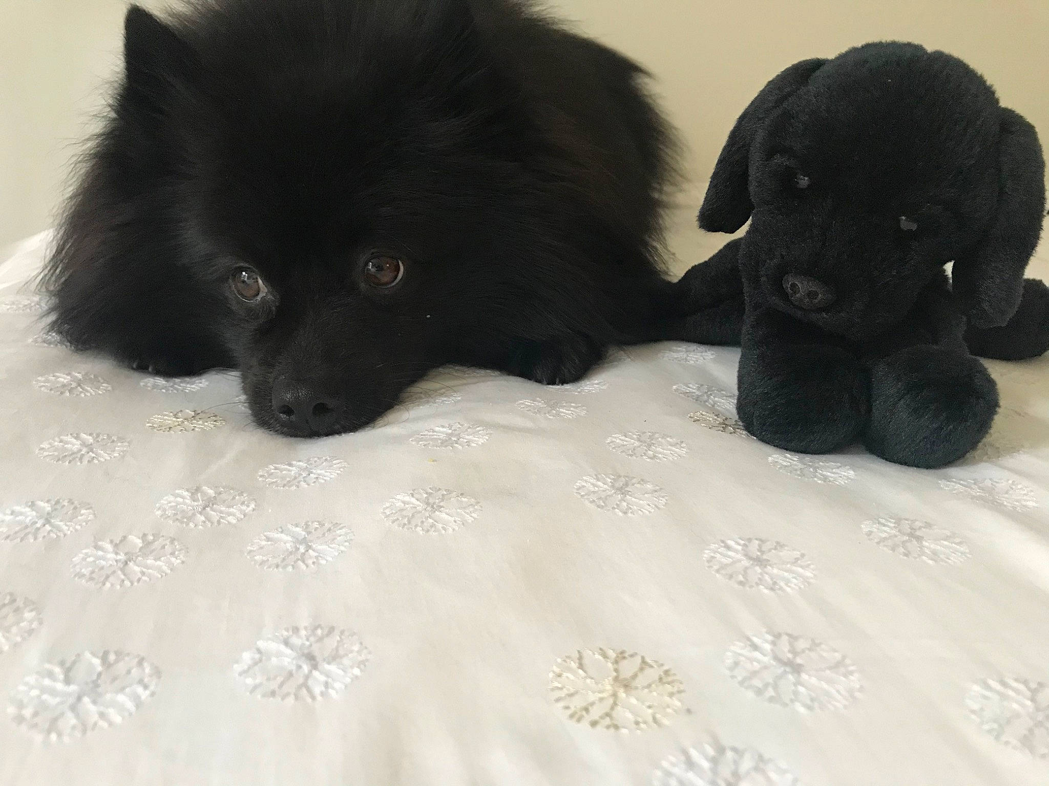 Laos a rejoint le concours — aidez-le/la à gagner de superbes lots ! black, canidae, carnivore, companion_dog, dog, dog_breed, eurasier, german_spitz_mittel, mammal, non_sporting_group, pomeranian, puppy, schipperke, snout, spitz, sporting_group, swedish_lapphund, vertebrate