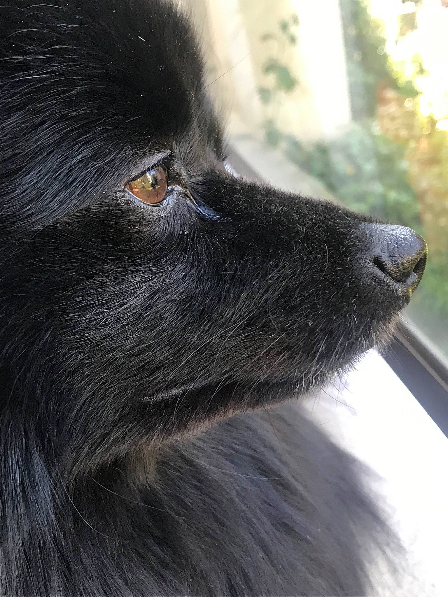 Laos participe au concours pour gagner de l'argent avec cette photo : belgian_shepherd, canidae, carnivore, dog, dog_breed, groenendael, mammal, schipperke, snout, sporting_group, vertebrate, whiskers