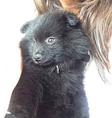 Laos participe au concours pour gagner de l'argent avec cette photo : canidae, carnivore, companion_dog, dog, dog_breed, german_spitz_mittel, mammal, non_sporting_group, pomeranian, puppy, schipperke, spitz, swedish_lapphund, vertebrate