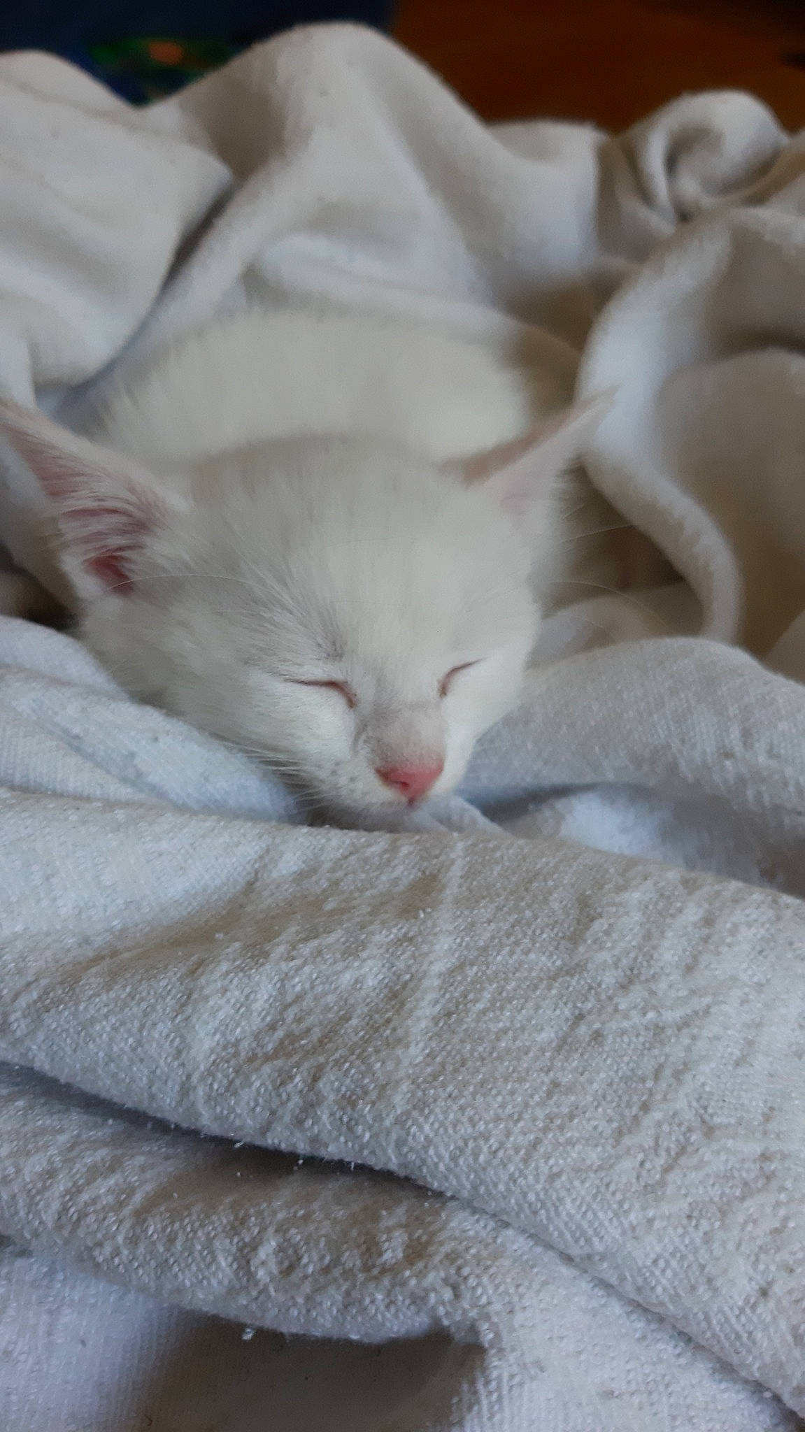 Yzie a rejoint le concours — aidez-le/la à gagner de superbes lots ! arabian_mau, asian, bed_sheet, burmilla, carnivore, cat, colorpoint_shorthair, fawn, felidae, fur, khao_manee, kitten, nap, oriental_longhair, singapura, small_to_medium_sized_cats, turkish_angora, turkish_van, whiskers, white