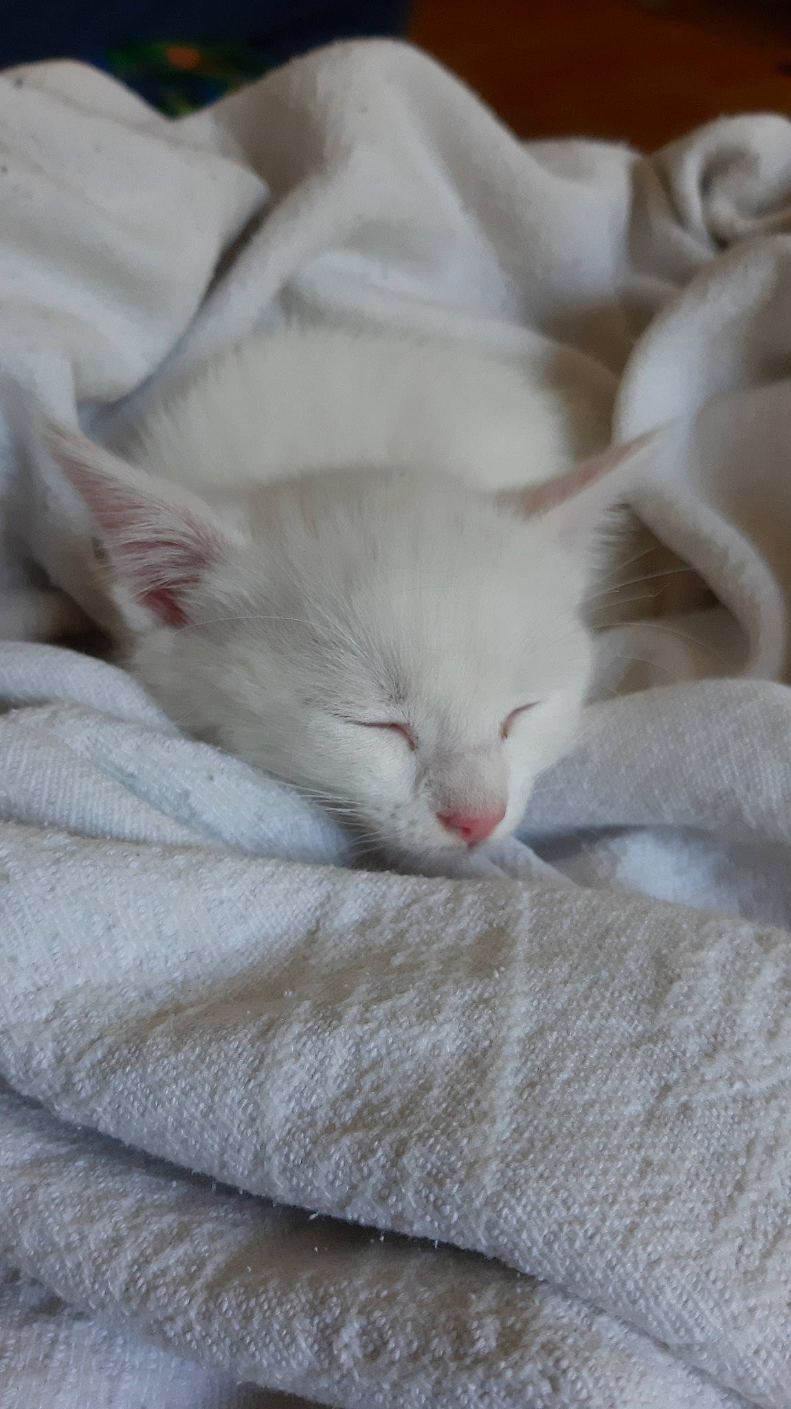 Yzie a rejoint le concours — aidez-le/la à gagner de superbes lots ! aegean_cat, asian, burmilla, carnivore, cat, domestic_short_haired_cat, fawn, felidae, fur, khao_manee, kitten, nap, ragdoll, singapura, sleep, small_to_medium_sized_cats, turkish_angora, turkish_van, whiskers