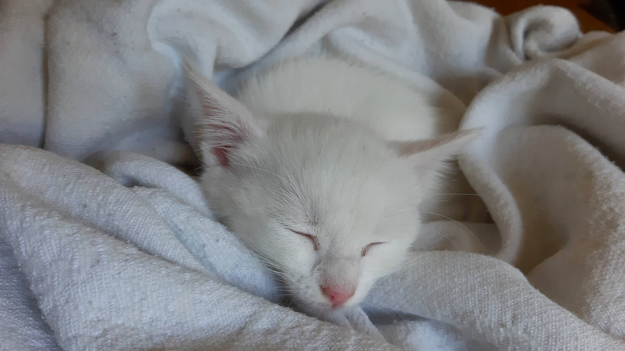 Yzie a rejoint le concours — aidez-le/la à gagner de superbes lots ! burmilla, carnivore, cat, colorpoint_shorthair, fawn, felidae, fur, khao_manee, kitten, mammal, nap, oriental_longhair, ragdoll, singapura, small_to_medium_sized_cats, turkish_angora, whiskers