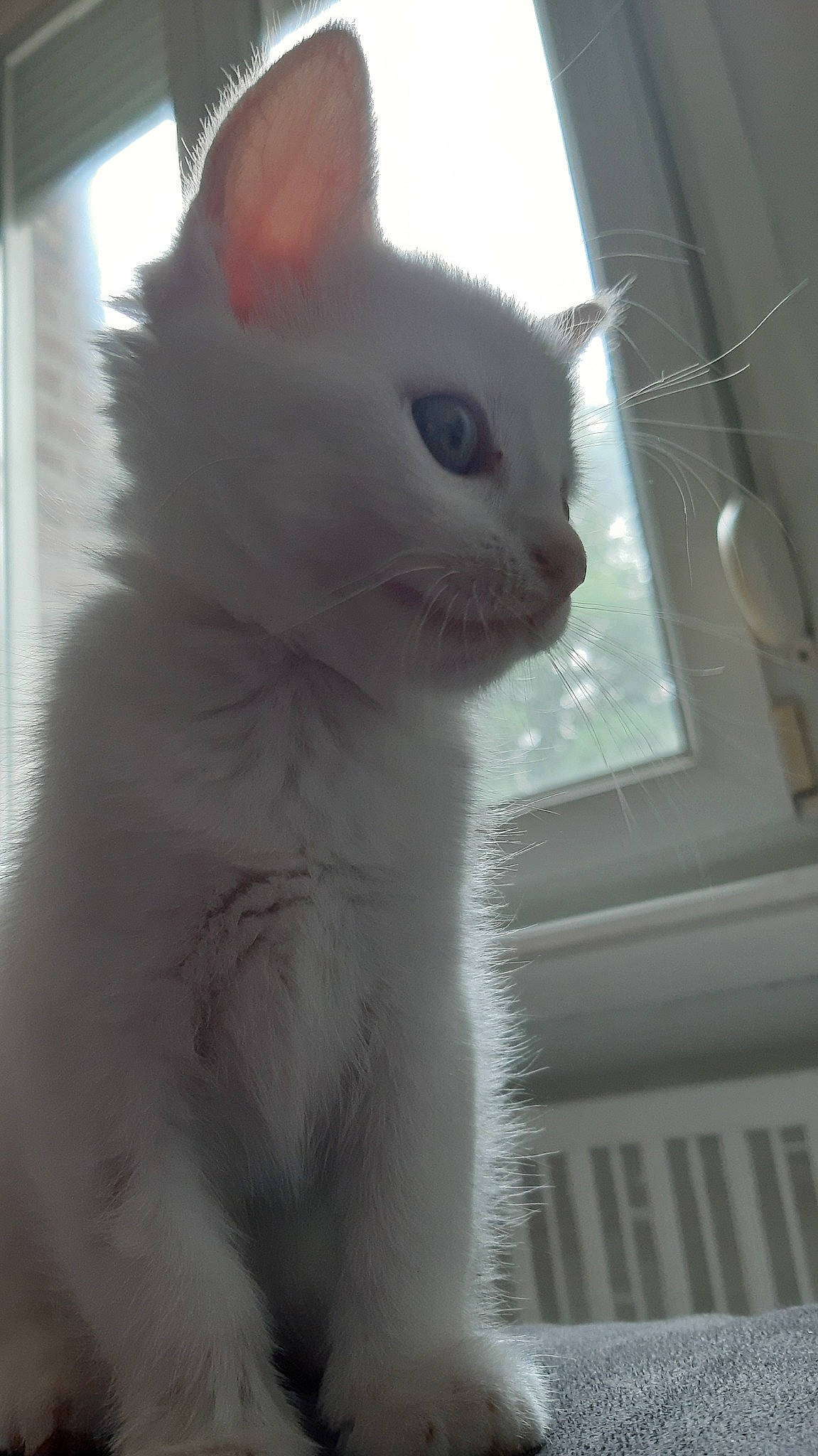 Yzie a rejoint le concours — aidez-le/la à gagner de superbes lots ! aegean_cat, burmilla, carnivore, cat, domestic_short_haired_cat, ear, eye, felidae, khao_manee, kitten, mammal, nose, polydactyl_cat, small_to_medium_sized_cats, snout, tail, turkish_angora, turkish_van, whiskers, white