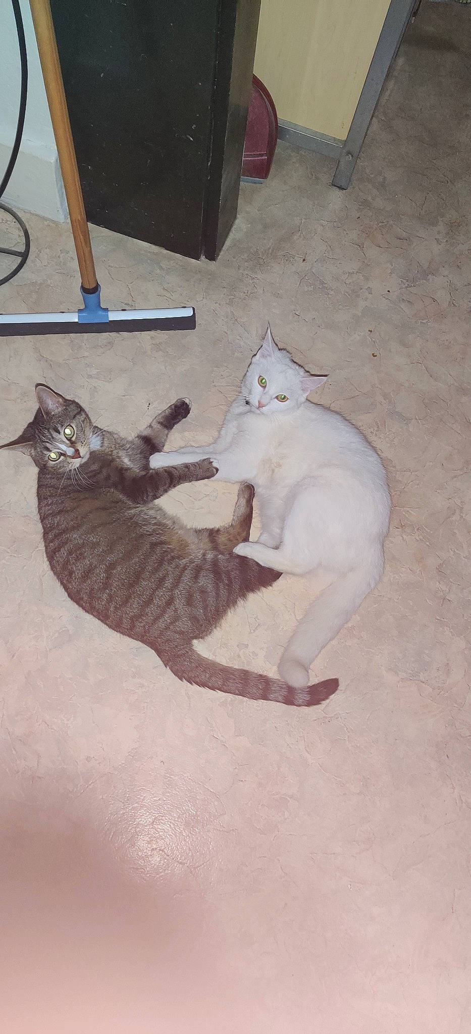 Minnie a rejoint le concours — aidez-le/la à gagner de superbes lots ! burmilla, carnivore, cat, colorpoint_shorthair, domestic_short_haired_cat, felidae, german_rex, small_to_medium_sized_cats, tail, whiskers