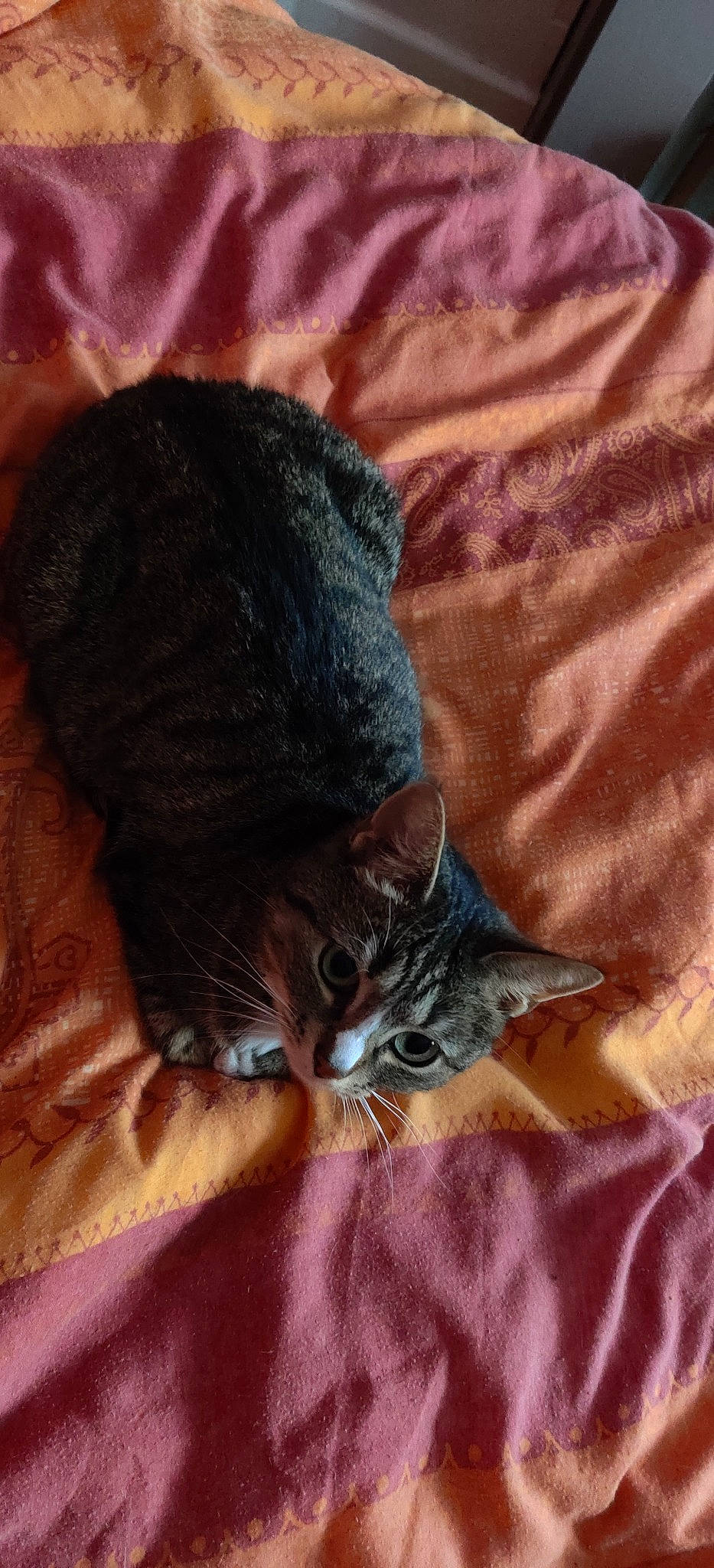 Minnie a rejoint le concours — aidez-le/la à gagner de superbes lots ! asian, carnivore, cat, domestic_short_haired_cat, european_shorthair, felidae, fur, kitten, norwegian_forest_cat, pixie_bob, purple, small_to_medium_sized_cats, tabby_cat, whiskers