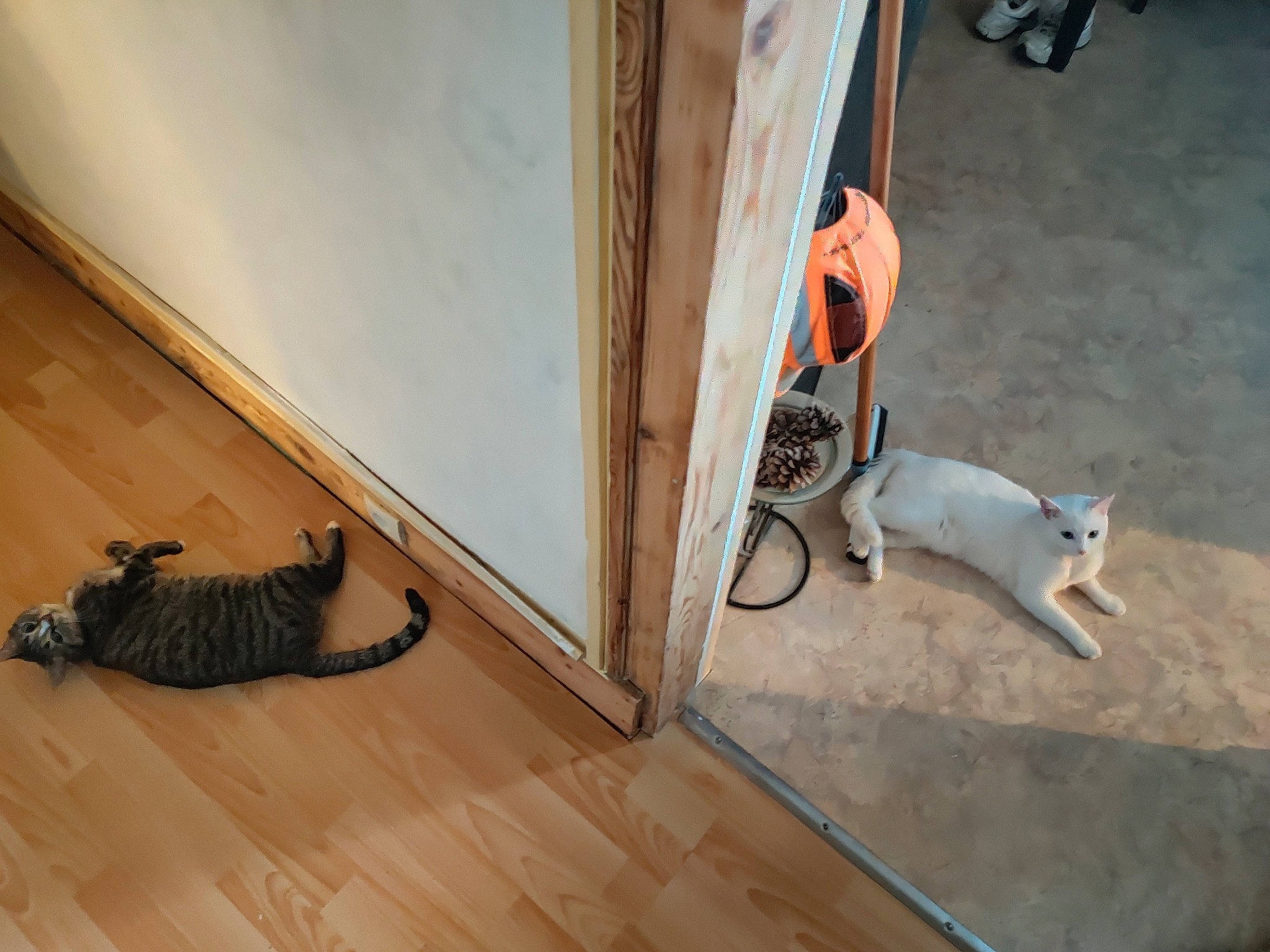 Minnie a rejoint le concours — aidez-le/la à gagner de superbes lots ! bengal, carnivore, cat, domestic_short_haired_cat, egyptian_mau, european_shorthair, felidae, floor, flooring, hardwood, laminate_flooring, ocicat, savannah, small_to_medium_sized_cats, tail, whiskers, wood, wood_flooring