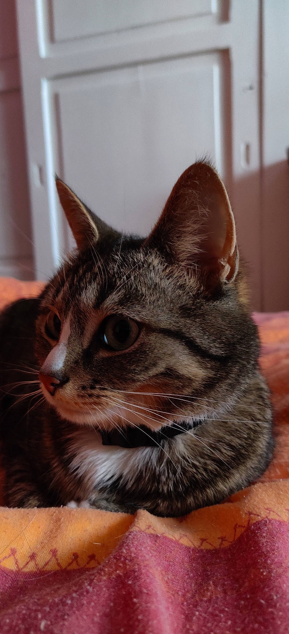 Minnie a rejoint le concours — aidez-le/la à gagner de superbes lots ! asian, california_spangled, carnivore, cat, domestic_short_haired_cat, dragon_li, european_shorthair, felidae, german_rex, kitten, mammal, small_to_medium_sized_cats, snout, tabby_cat, vertebrate, whiskers