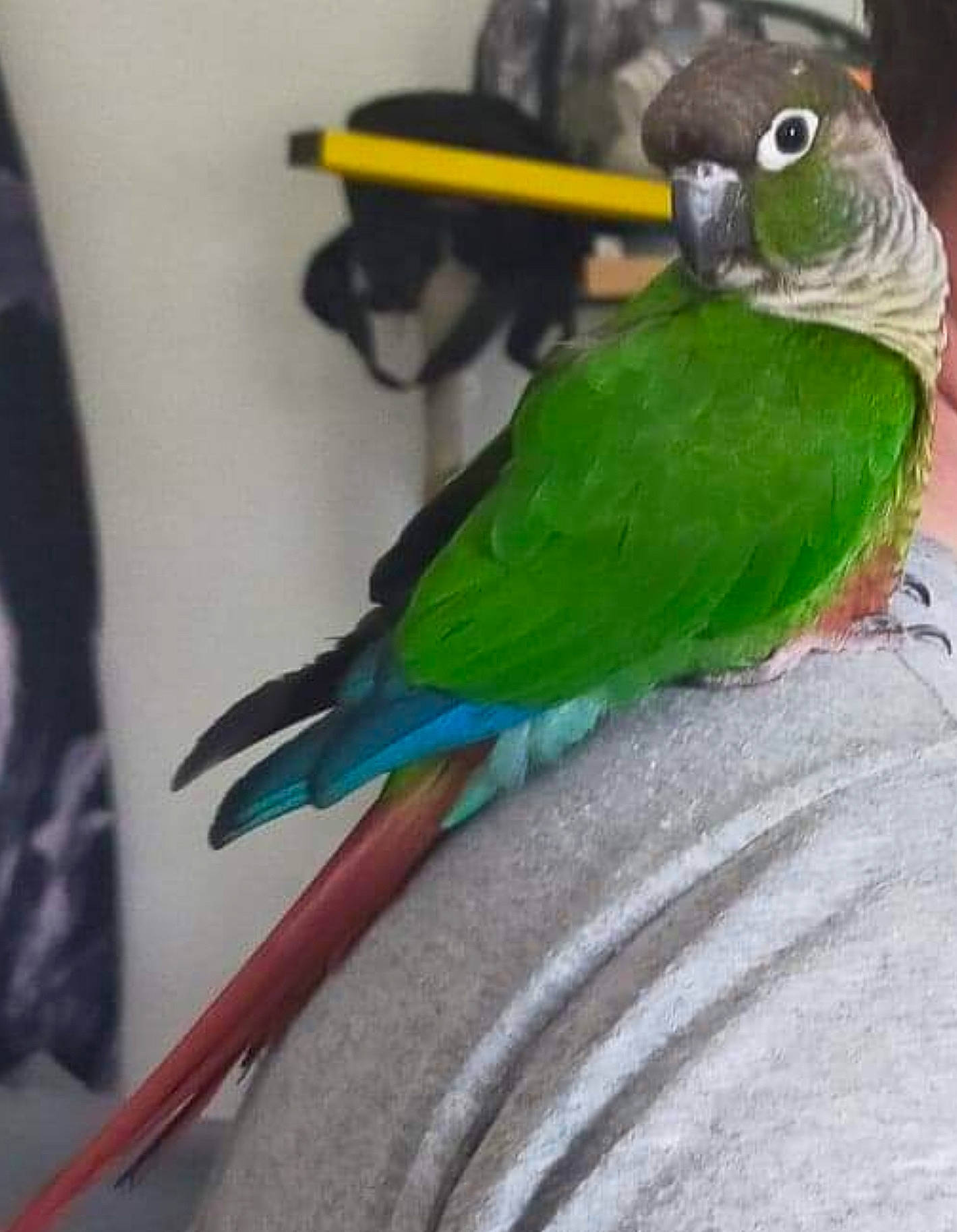 Kiwi a rejoint le concours — aidez-le/la à gagner de superbes lots ! beak, bird, budgie, feather, lovebird, macaw, parakeet, parrot, tail, vertebrate, wing