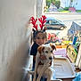 Vanessa joined the competition — help win amazing prizes! child, dog, antlers, smile, indoor, porch, window, toyota, car, plants, container, jeans, black_shirt, pet, animal, holiday, decoration, sunlight, happy, home