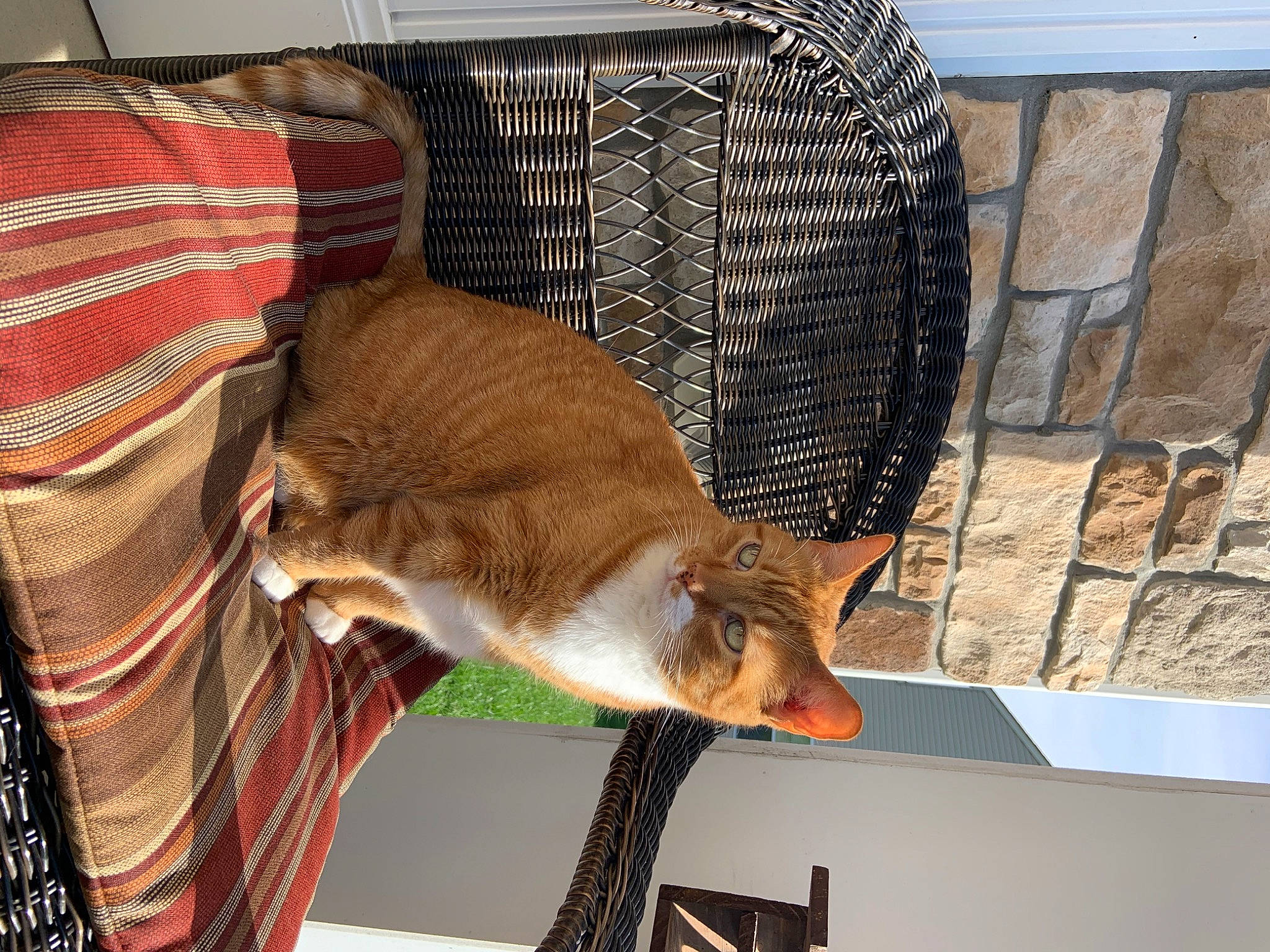 Juju joined the competition — help win amazing prizes! animal_shelter, cage, carnivore, cat, cat_supply, comfort, domestic_short_haired_cat, fawn, felidae, fur, hat, mammal, mesh, pet_supply, room, small_to_medium_sized_cats, tail, vertebrate, whiskers, window