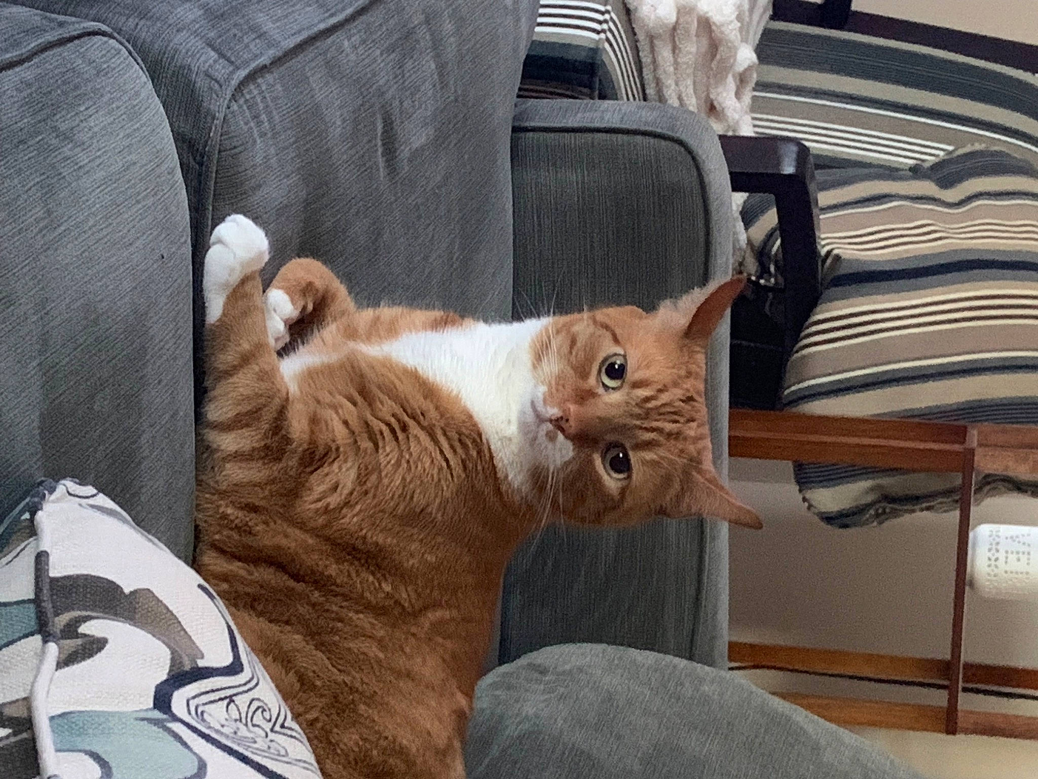 Juju joined the competition — help win amazing prizes! carnivore, cat, chair, comfort, couch, domestic_short_haired_cat, fawn, felidae, fur, furniture, hardwood, human_leg, lap, paw, small_to_medium_sized_cats, snout, tail, textile, whiskers, wood