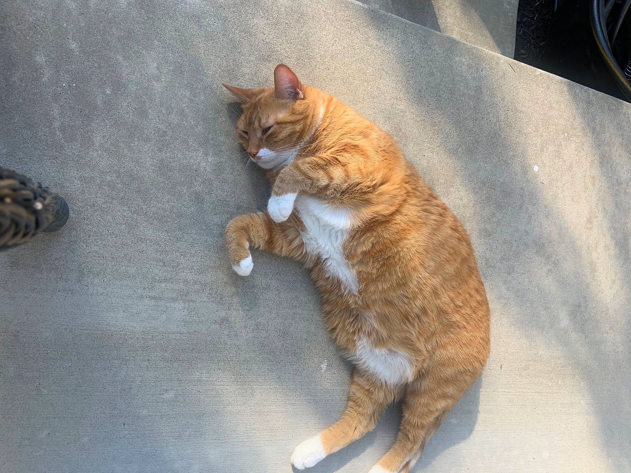 Juju joined the competition — help win amazing prizes! asphalt, carnivore, cat, claw, domestic_short_haired_cat, fawn, felidae, foot, fur, paw, road_surface, shadow, sidewalk, small_to_medium_sized_cats, snout, tail, terrestrial_animal, whiskers, window, wood