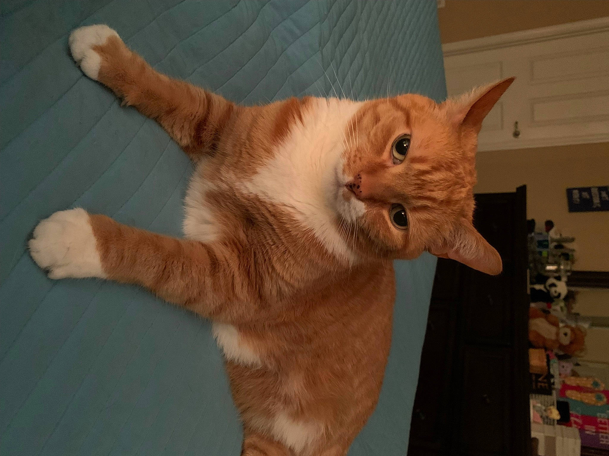 Juju is registered to the contest to win money with this photo: carnivore, cat, cat_supply, claw, domestic_short_haired_cat, fawn, felidae, flooring, fur, gesture, paw, shelf, small_to_medium_sized_cats, snout, tail, vertebrate, whiskers, wood