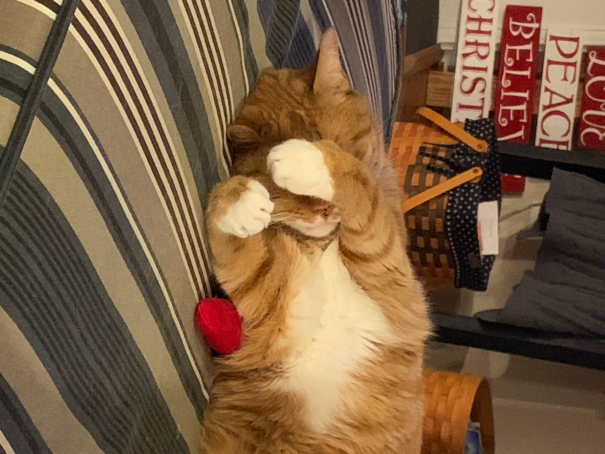 Juju joined the competition — help win amazing prizes! art, carving, chicken, door, fawn, feather, felidae, fur, livestock, room, sculpture, sheep, small_to_medium_sized_cats, snout, tail, whiskers, wing, wood, wool