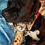 dog, cat, sleeping, blanket, bed, cozy, black_dog, spotted_cat, pets, resting, indoor, close_up, fur, collar, animal, cute, snuggling, relaxing, friendship, warm