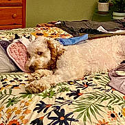 Stacy is registered to the contest to win money with this photo: bed, brown_and_white, clothes, comfort, cozy, curly_fur, dog, floral_bedspread, folded_clothes, furniture, home, indoor, laying_down, pattern, pet, pillow, relaxed, resting, sleepy, textile
