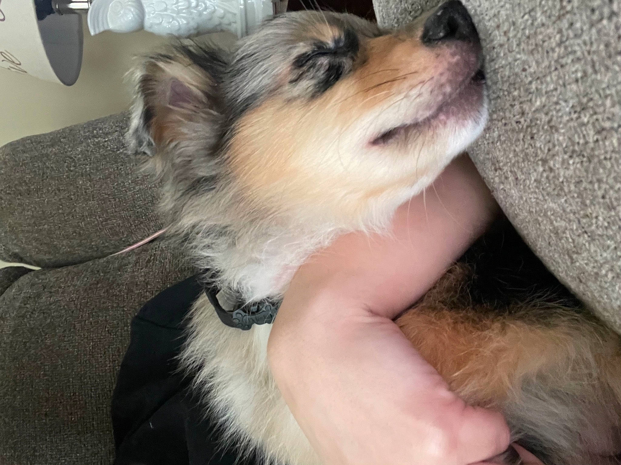 Fenrir Greyback is registered to the contest to win money with this photo: carnivore, comfort, companion_dog, dog, dog_breed, dog_supply, ear, fawn, foot, fur, non_sporting_group, paw, pomeranian, puppy_love, small_terrier, sporting_group, terrestrial_animal, toy_dog, whiskers, working_animal