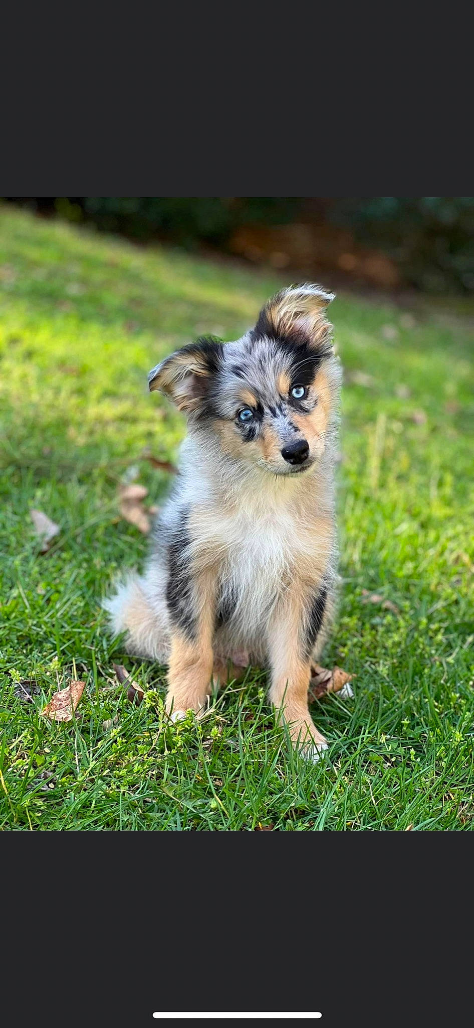 Fenrir Greyback is registered to the contest to win money with this photo: canidae, carnivore, companion_dog, dog, dog_breed, fawn, grass, grassland, plant, snout, sporting_group, terrestrial_animal, whiskers, working_dog