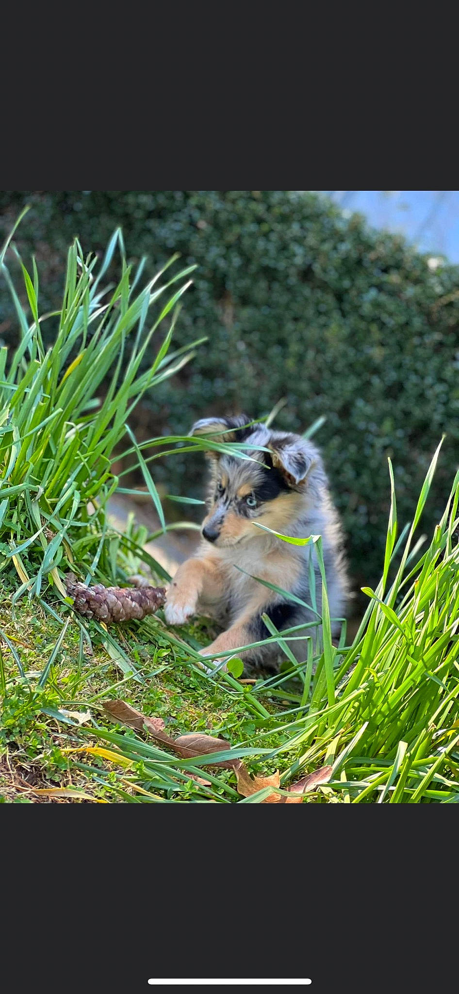 Fenrir Greyback joined the competition — help win amazing prizes! beak, chipmunk, eastern_chipmunk, fawn, felidae, fox_squirrel, grass, grey_squirrel, groundcover, lawn, marsupial, organ_mountains_chipmunk, plant, rodent, squirrel, tail, terrestrial_animal, terrestrial_plant, virginia_opossum, whiskers