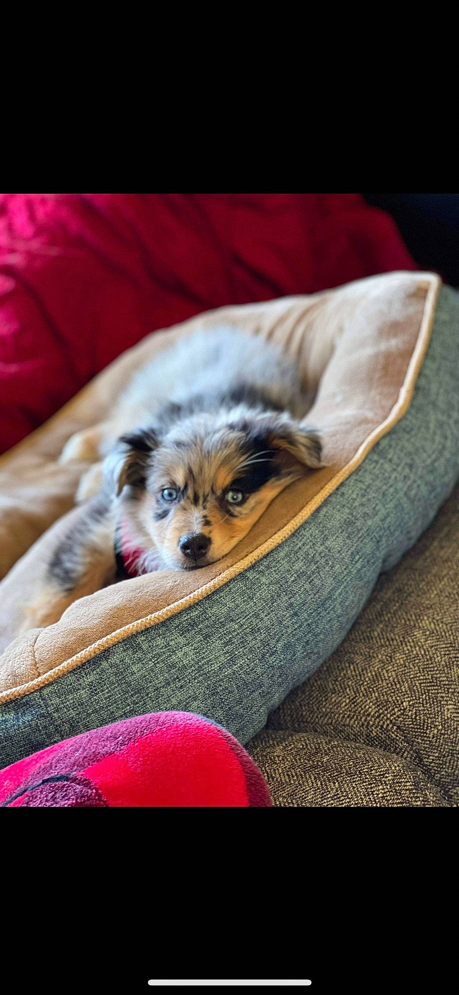 Fenrir Greyback joined the competition — help win amazing prizes! canidae, carnivore, comfort, companion_dog, couch, dog, dog_breed, fawn, felidae, fur, human_leg, linens, paw, puppy, sitting, snout, sporting_group, terrestrial_animal, whiskers, wildlife