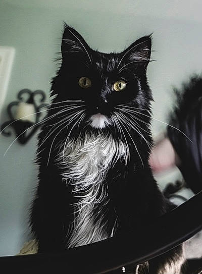 Jägermeister is registered to the contest to win money with this photo: black_and_white, black_cat, carnivore, cat, claw, domestic_short_haired_cat, felidae, fur, monochrome, monochrome_photography, small_to_medium_sized_cats, snout, whiskers, window