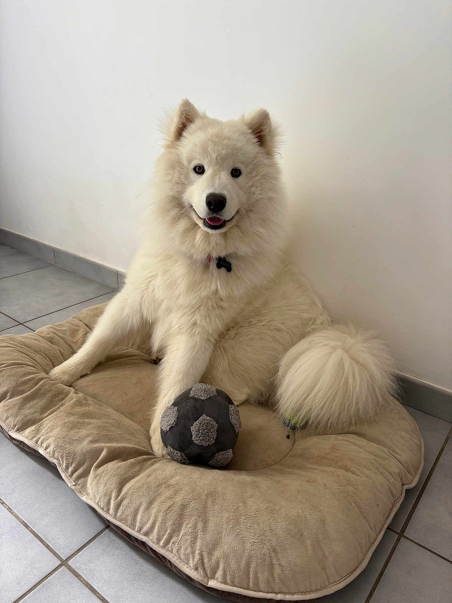 Volt a rejoint le concours — aidez-le/la à gagner de superbes lots ! dog, white_dog, fluffy, pet, dog_bed, toy, soccer_ball, indoor, floor, tile_floor, wall, happy, sitting, paw, collar, fur, cute, playful, animal, companion