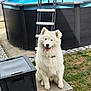Volt participe au concours pour gagner de l'argent avec cette photo : dog, white_dog, fluffy, sitting, pool, ladder, backyard, grass, stone_slab, plastic_box, happy, outdoor, pet, canine, sunny_day, smiling, fur, collar, garden, daylight