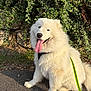 dog, white_dog, fluffy, tongue_out, sitting, leash, outdoor, greenery, bush, sunlight, pavement, nature, pet, happy, canine, closeup, animal, smiling, daylight, friendly