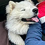 Volt participe au concours pour gagner de l'argent avec cette photo : dog, white_dog, fluffy, pet, animal, tongue_out, happy, snuggling, person, jacket, blue_jacket, red_jacket, car_interior, seat, close_up, portrait, companion, friendship, cute, cozy