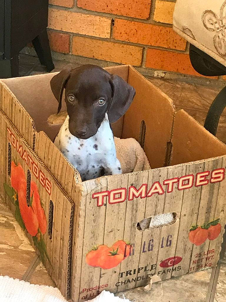 Bella joined the competition — help win amazing prizes! basket, box, brown, cardboard, carnivore, carton, companion_dog, crate, dog, dog_breed, fawn, mammal, package_delivery, packaging_and_labeling, packing_materials, pet_supply, shipping_box, vertebrate, wood, working_animal