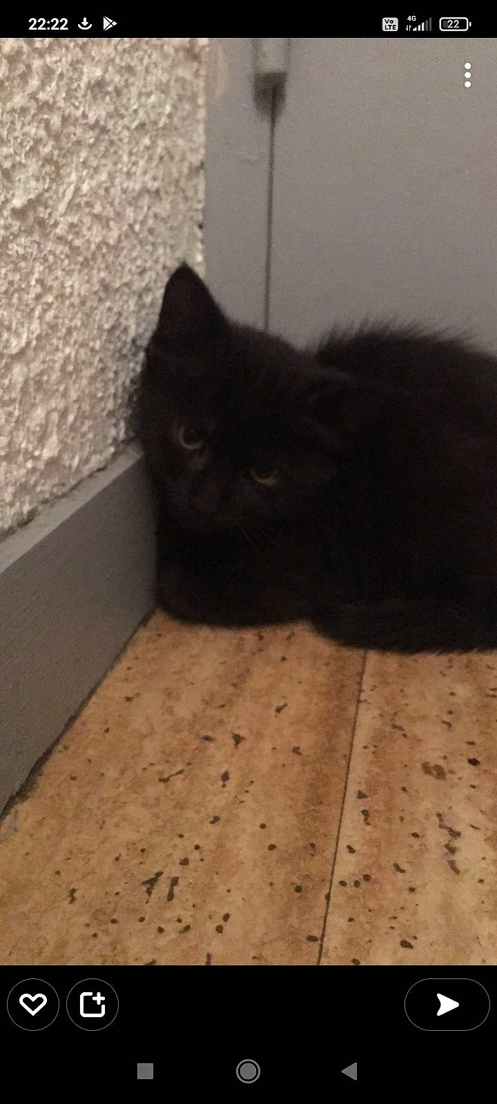 Mozart participe au concours pour gagner de l'argent avec cette photo : automotive_tire, black_cat, carnivore, cat, comfort, domestic_short_haired_cat, fawn, felidae, floor, flooring, fur, hardwood, road_surface, small_to_medium_sized_cats, snout, tail, terrestrial_animal, tints_and_shades, whiskers, wood