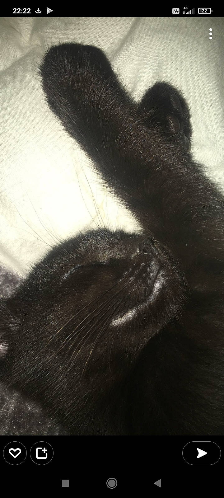 Mozart a rejoint le concours — aidez-le/la à gagner de superbes lots ! carnivore, cat, close_up, cloud, dog_breed, ear, eye, felidae, hair, human_body, human_leg, leg, paw, sky, small_to_medium_sized_cats, snout, tail, terrestrial_animal, tints_and_shades, whiskers