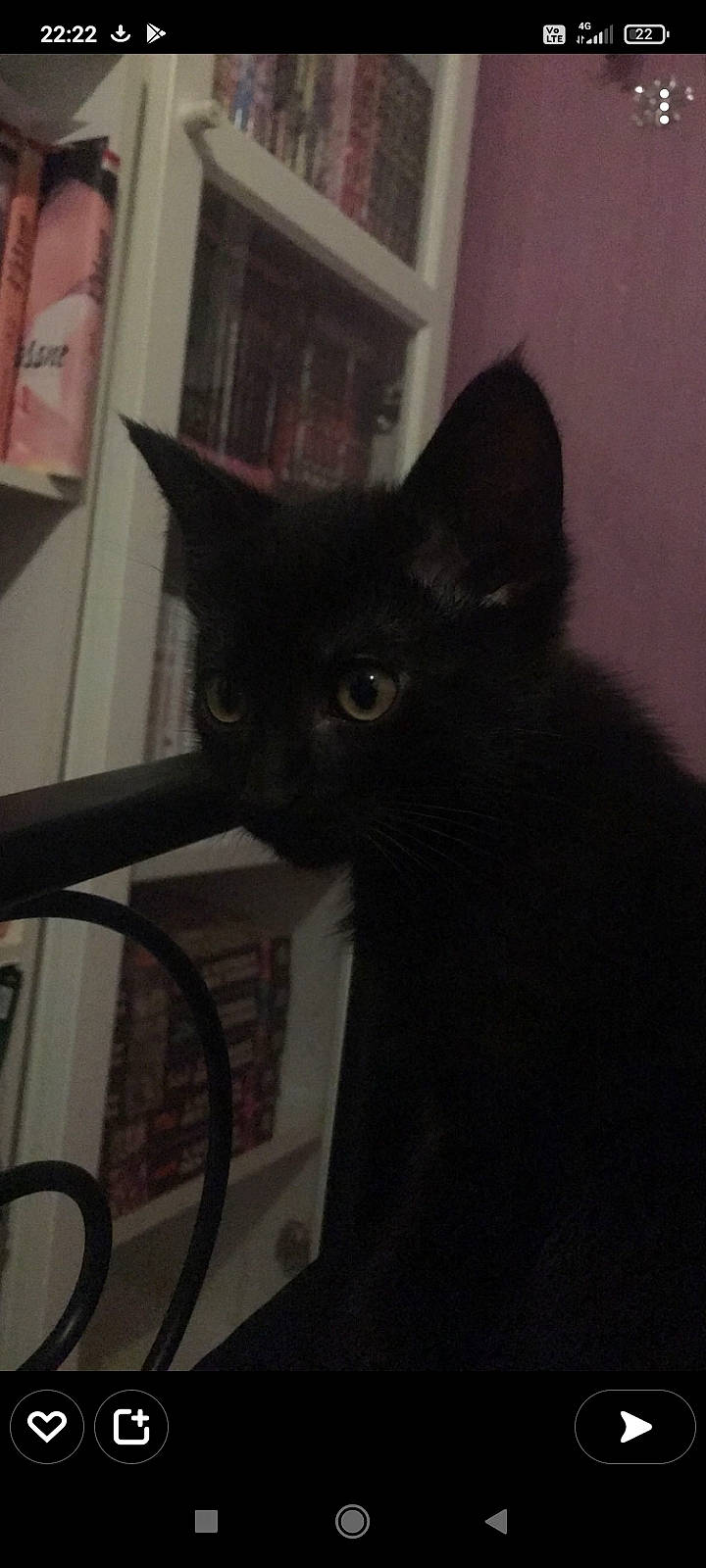 Mozart a rejoint le concours — aidez-le/la à gagner de superbes lots ! black_cat, bombay, carnivore, cat, darkness, domestic_short_haired_cat, felidae, fur, grey, monochrome_photography, room, small_to_medium_sized_cats, snout, tail, terrestrial_animal, whiskers